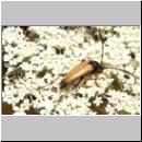 Corymbia rubra - Rothalsbock m01.jpg